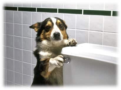 Protect Your Plumbing From Your Pets